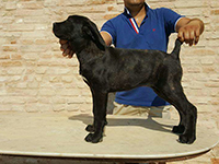 cuccioli cane nero focato
